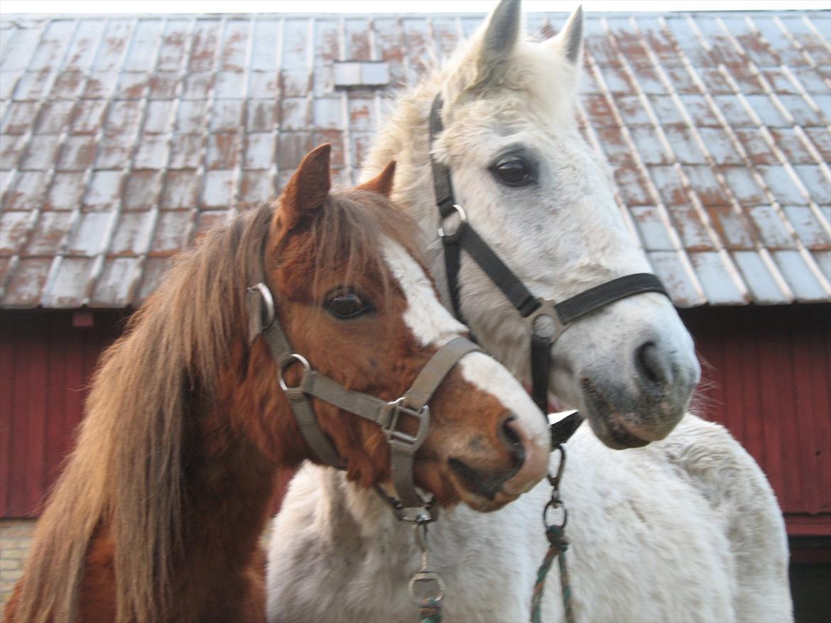 Welsh Mountain (sec A) Baloo - Mine dejlige heste :-* billede 15