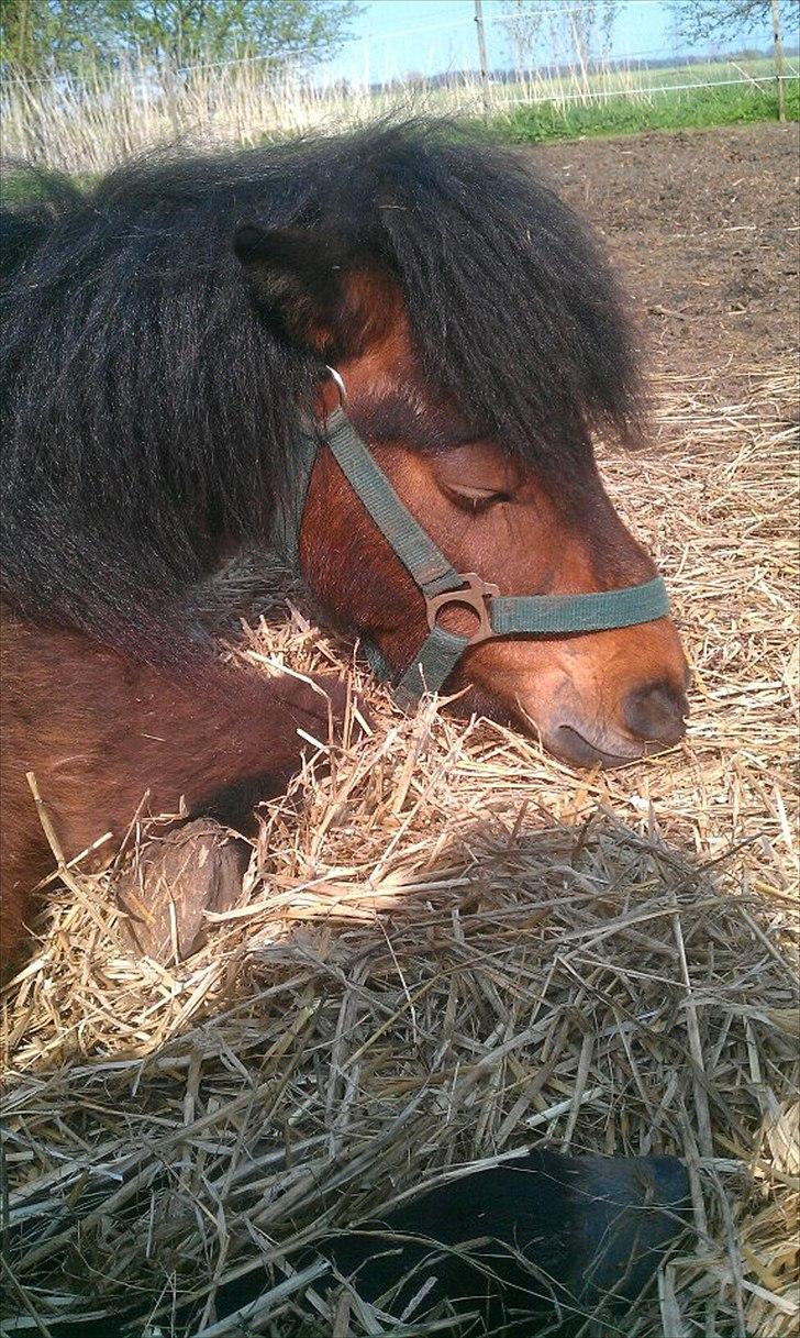 Anden særlig race Lille-pigen. billede 12