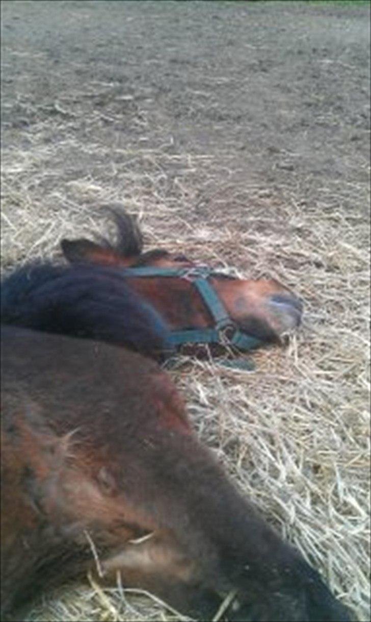 Anden særlig race Lille-pigen. - <3 billede 13