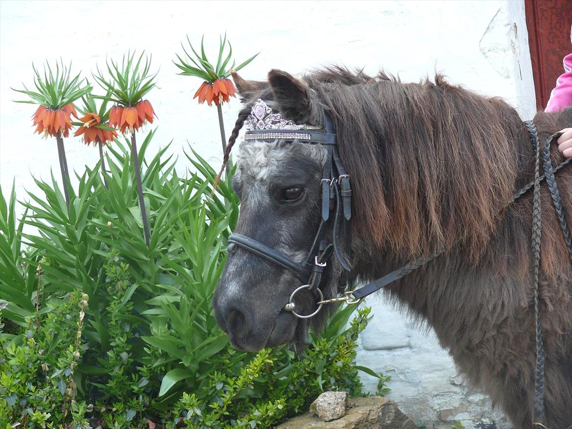 Shetlænder Ravnsagergaards Musse (Mulle) <3 - Min lille baby hest<3
 billede 9