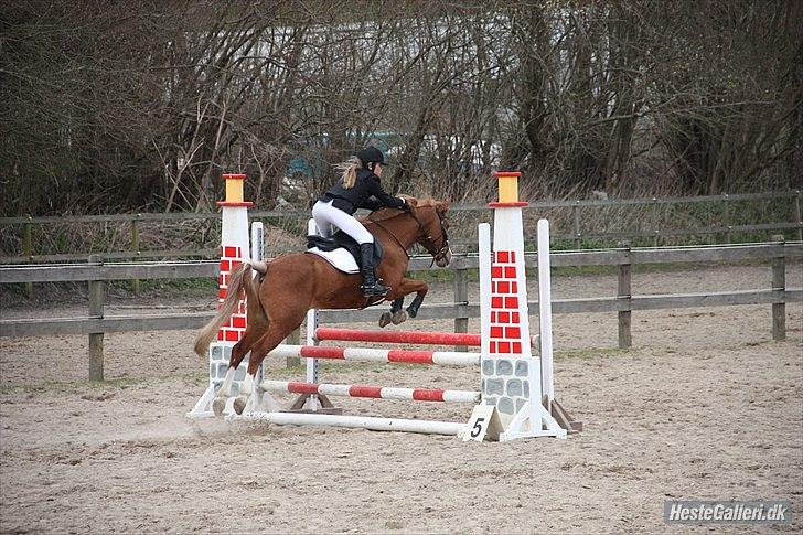 Anden særlig race Passir <3 <3 - smukke smukke Passir :-)
80 cm billede 7