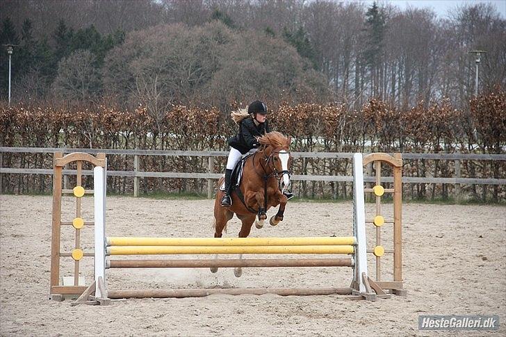 Anden særlig race Passir <3 <3 - 80 cm :-D billede 12