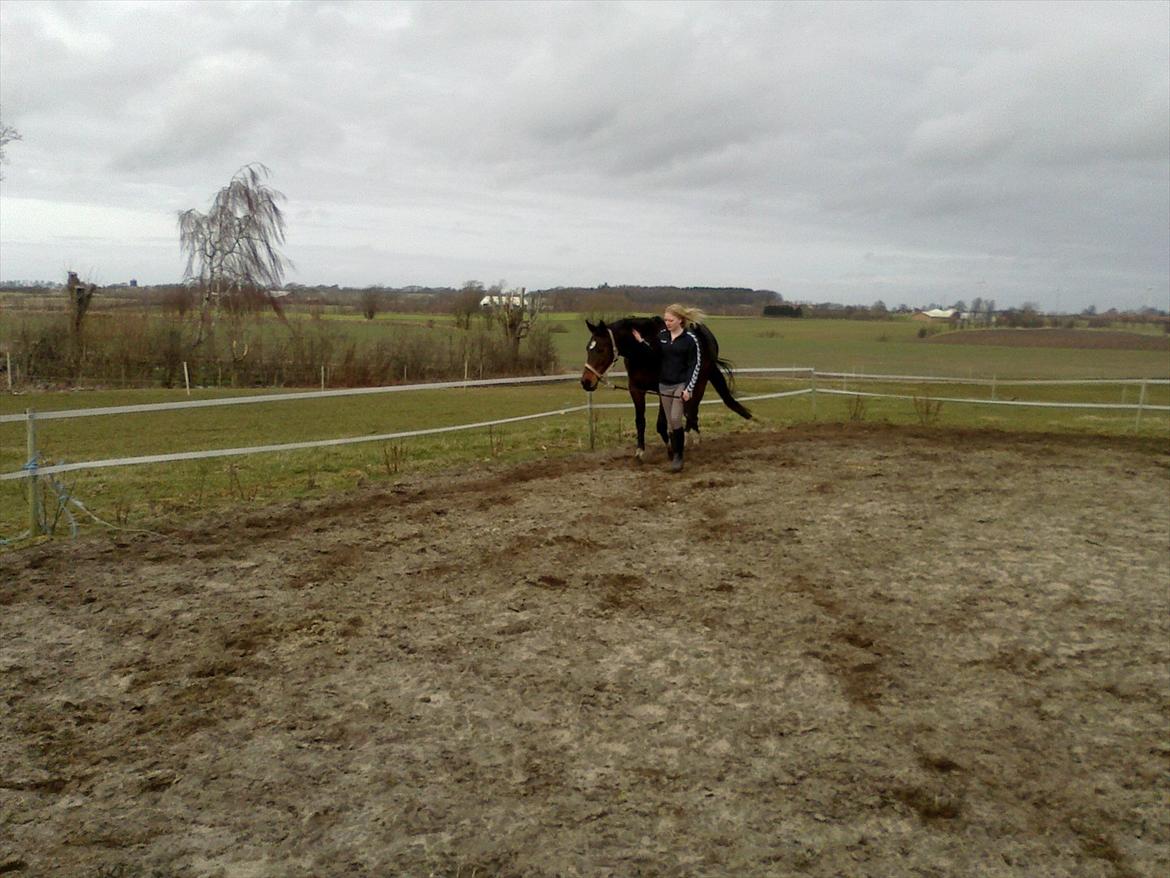 Dansk Varmblod Guinea billede 6