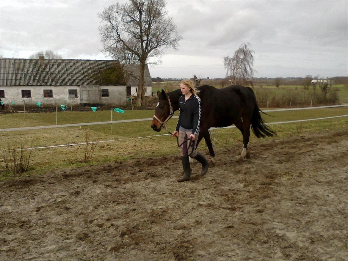 Dansk Varmblod Guinea billede 7