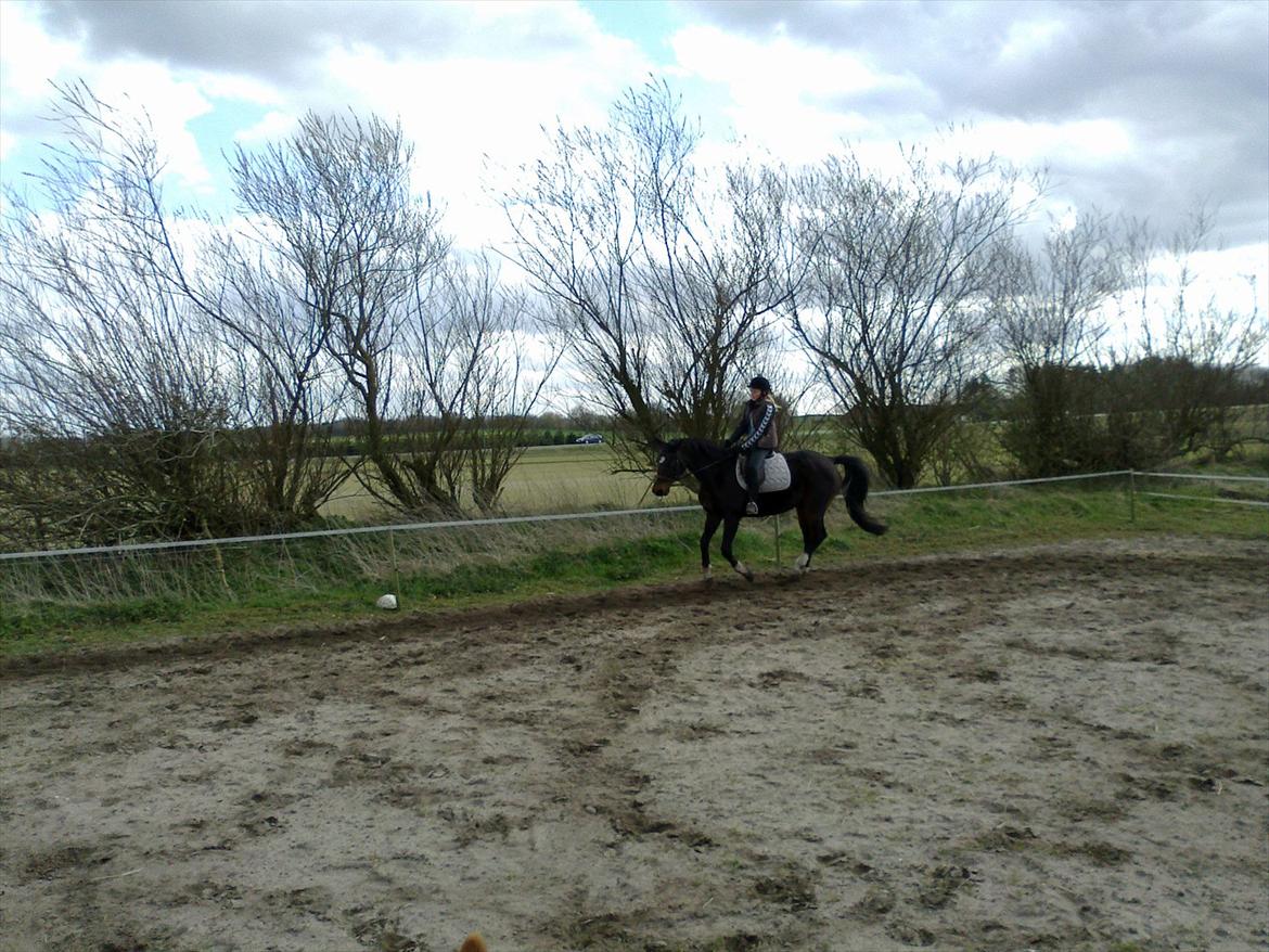 Dansk Varmblod Guinea billede 8