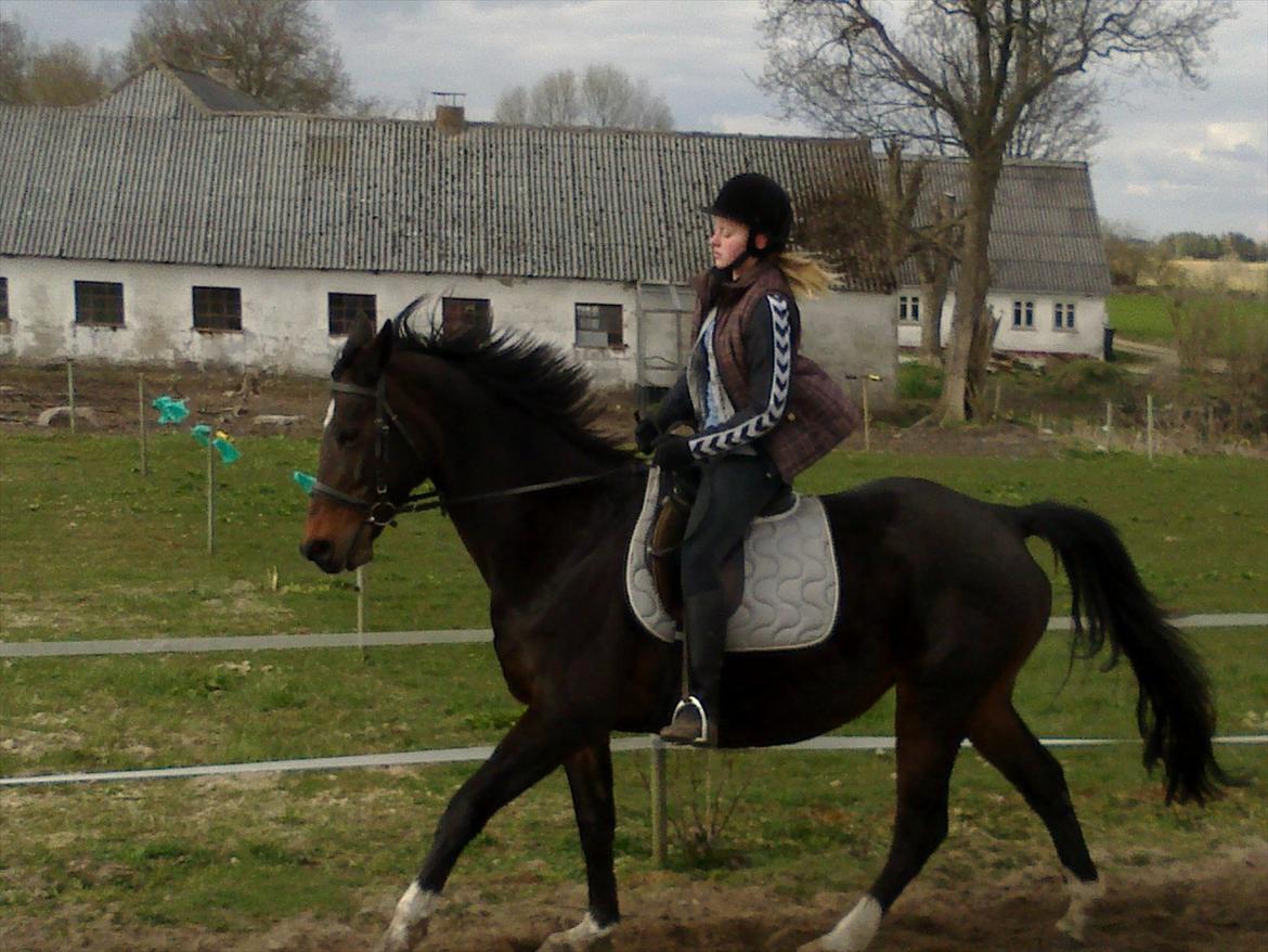 Dansk Varmblod Guinea billede 9