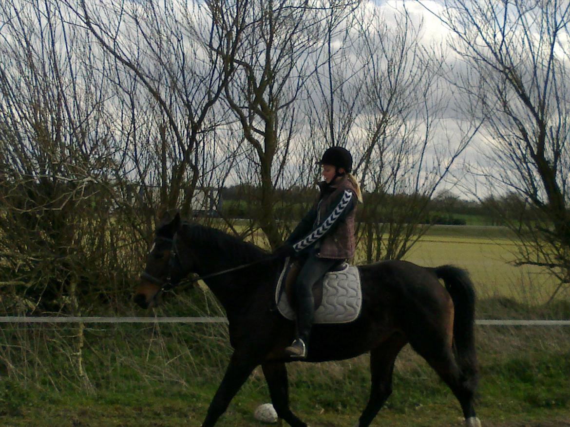 Dansk Varmblod Guinea billede 10