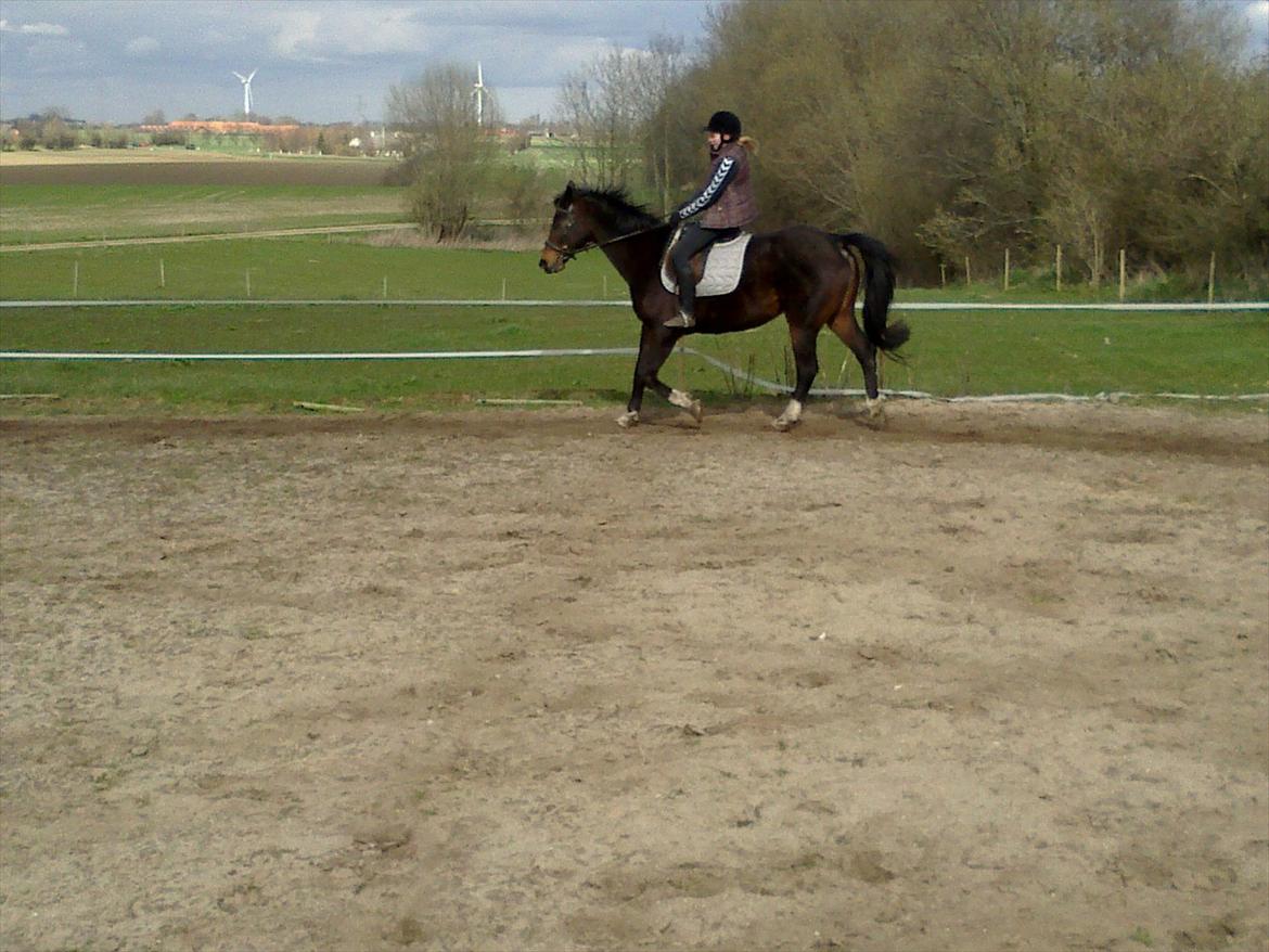 Dansk Varmblod Guinea billede 11