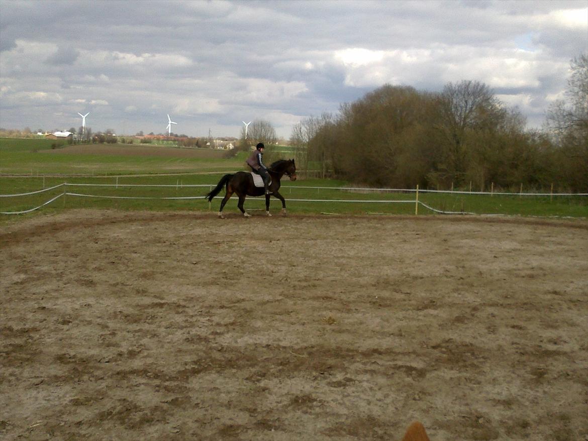 Dansk Varmblod Guinea billede 12