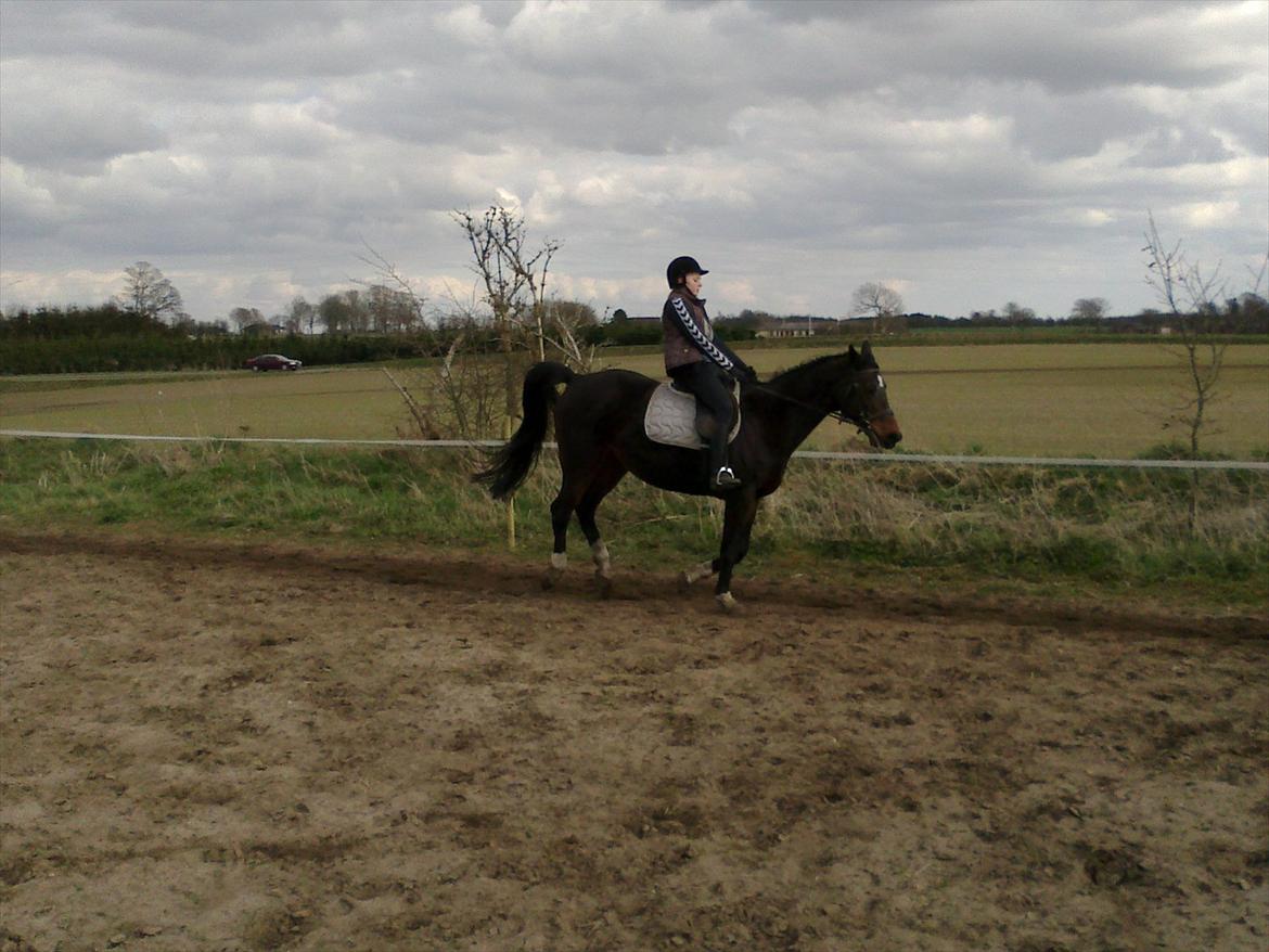 Dansk Varmblod Guinea billede 13