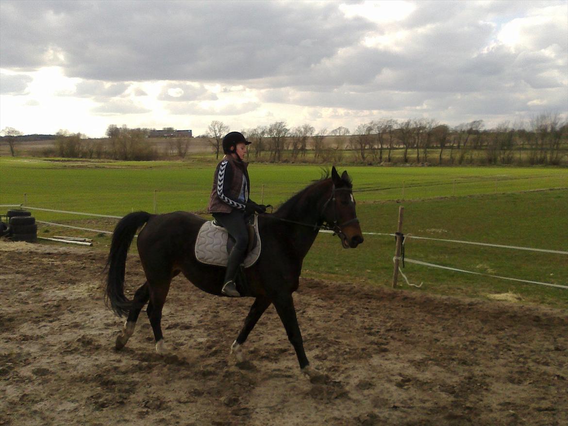 Dansk Varmblod Guinea billede 14