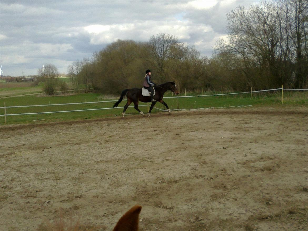 Dansk Varmblod Guinea billede 15