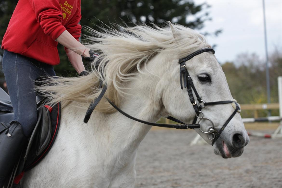 Connemara Flash Point Hedelund ~Polle~ RIP - nr. 3
fuld fart <3 billede 3