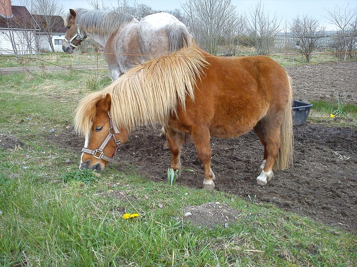 Shetlænder Fie billede 11