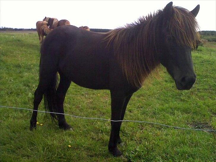 Islænder Blængur fra Lyskjær billede 11
