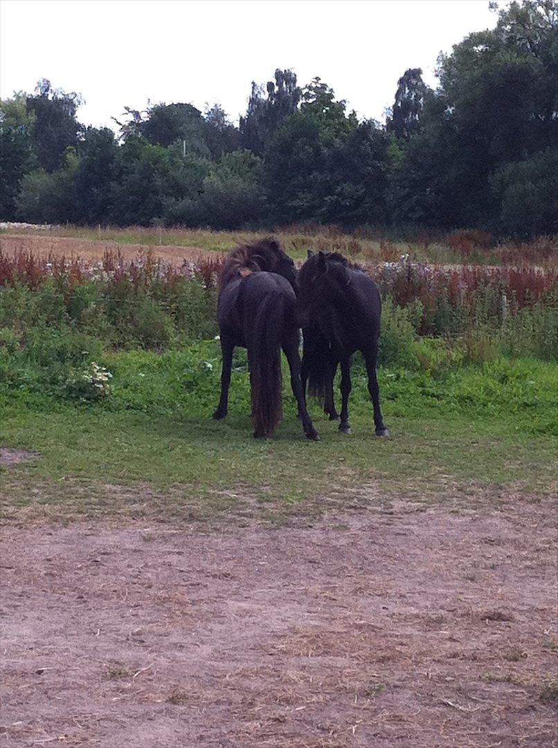 Islænder Blængur fra Lyskjær billede 5