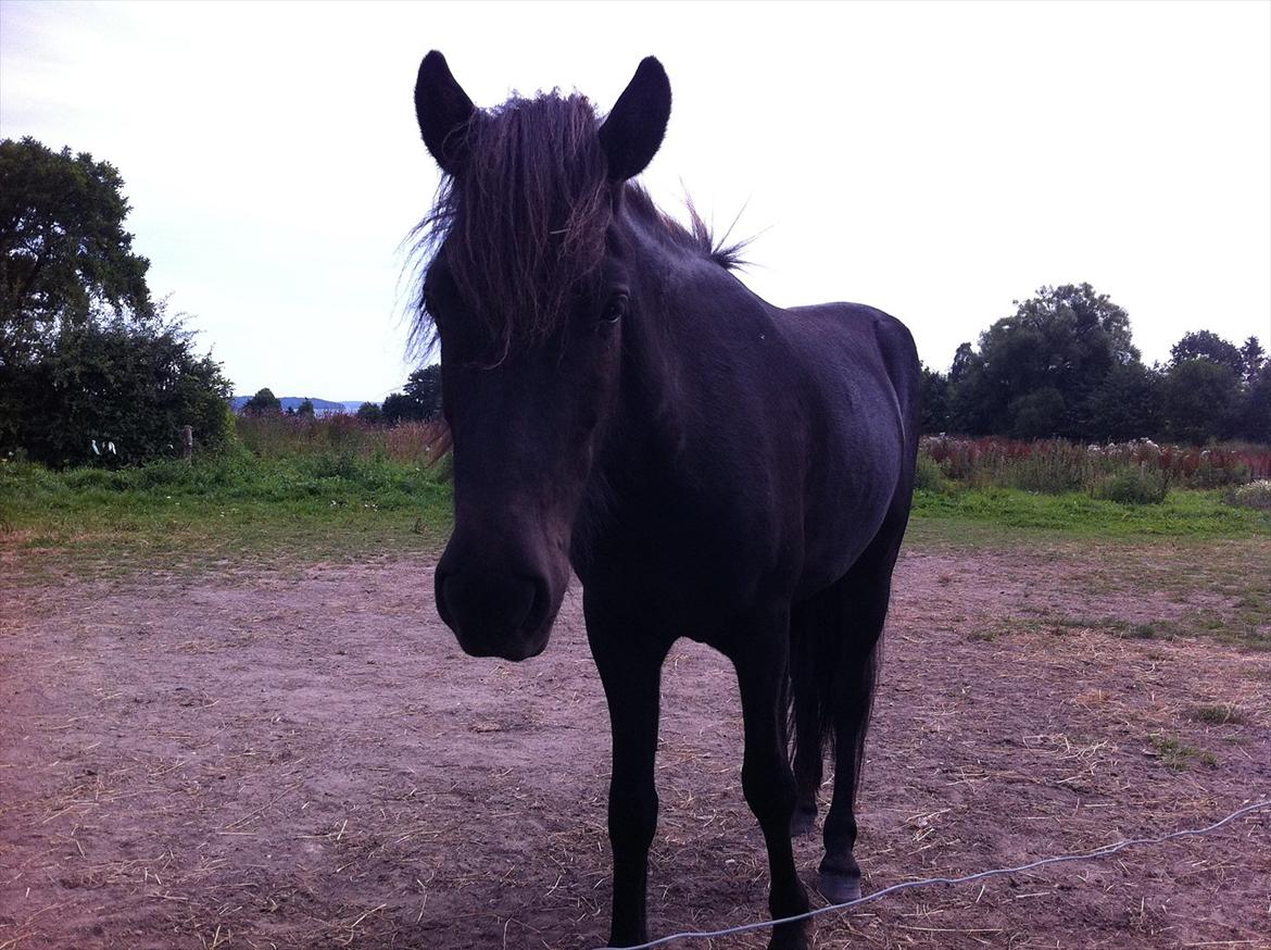 Islænder Blængur fra Lyskjær billede 12