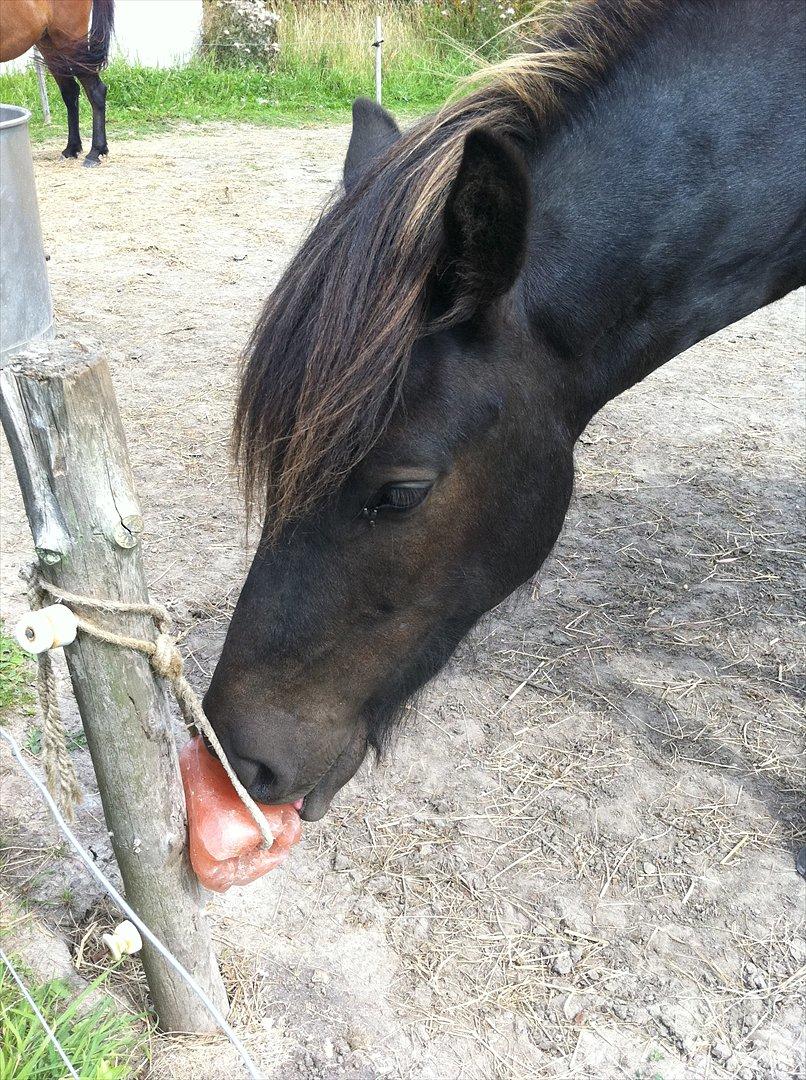 Islænder Blængur fra Lyskjær billede 13