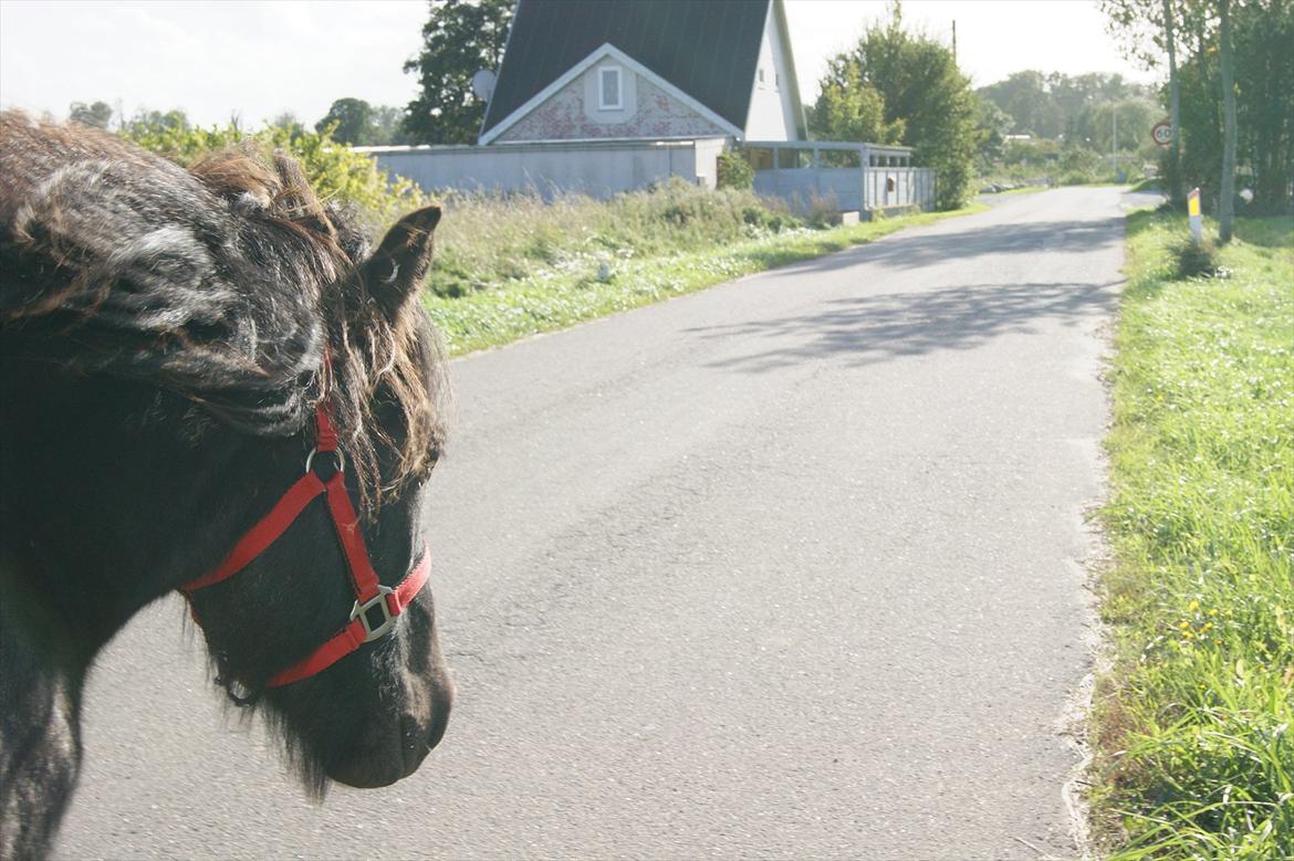Islænder Blængur fra Lyskjær billede 3