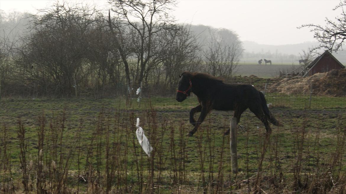 Islænder Blængur fra Lyskjær billede 2