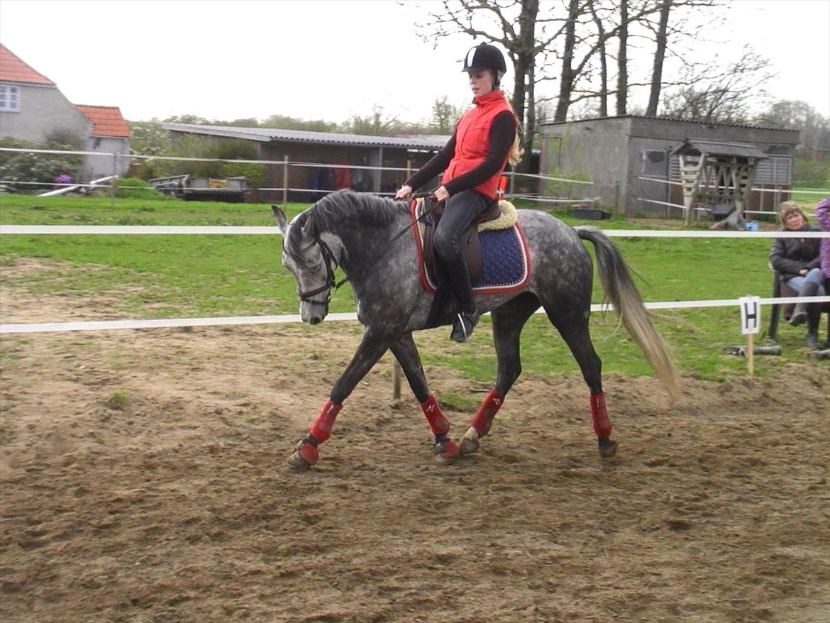 Tysk Sportspony Millenium Rose "Pony" - Velkommen til "Pony" profil :-) billede 1