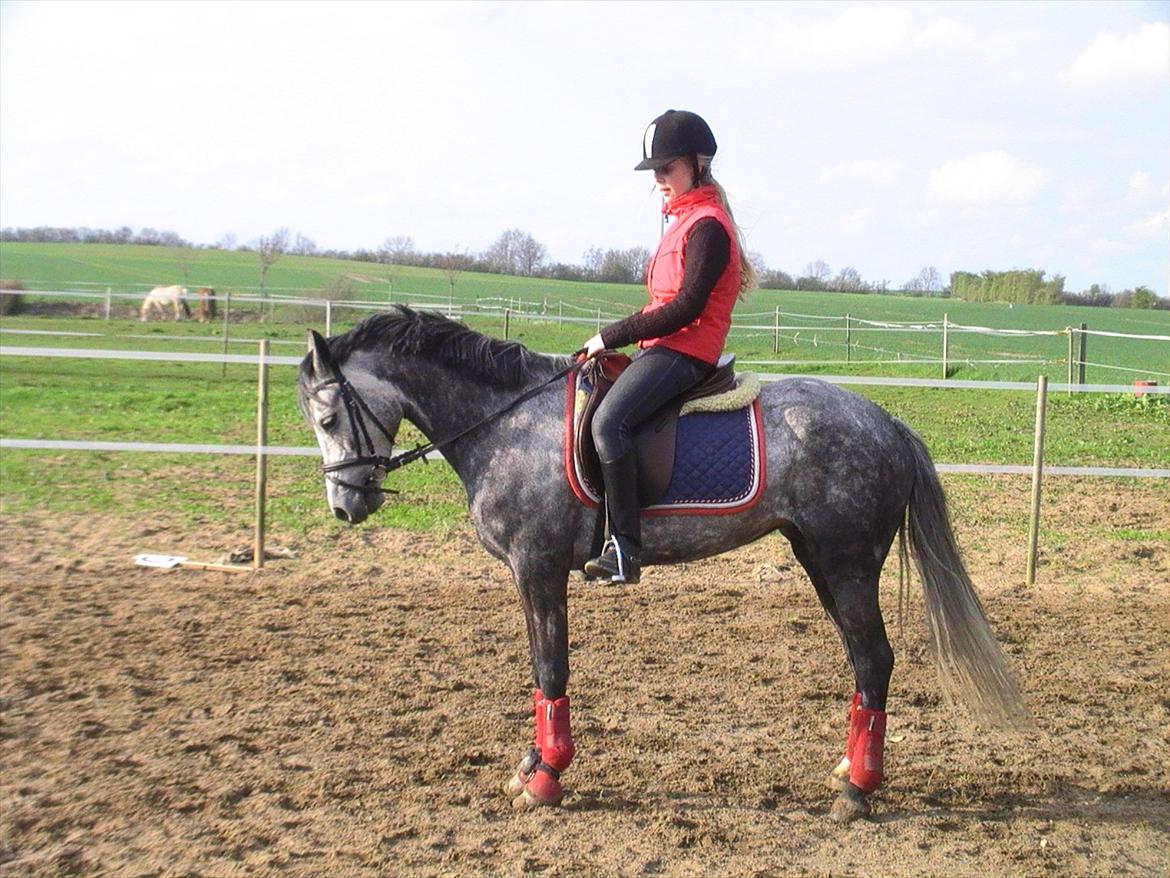 Tysk Sportspony Millenium Rose "Pony" - Perfekt parade! <3 billede 2