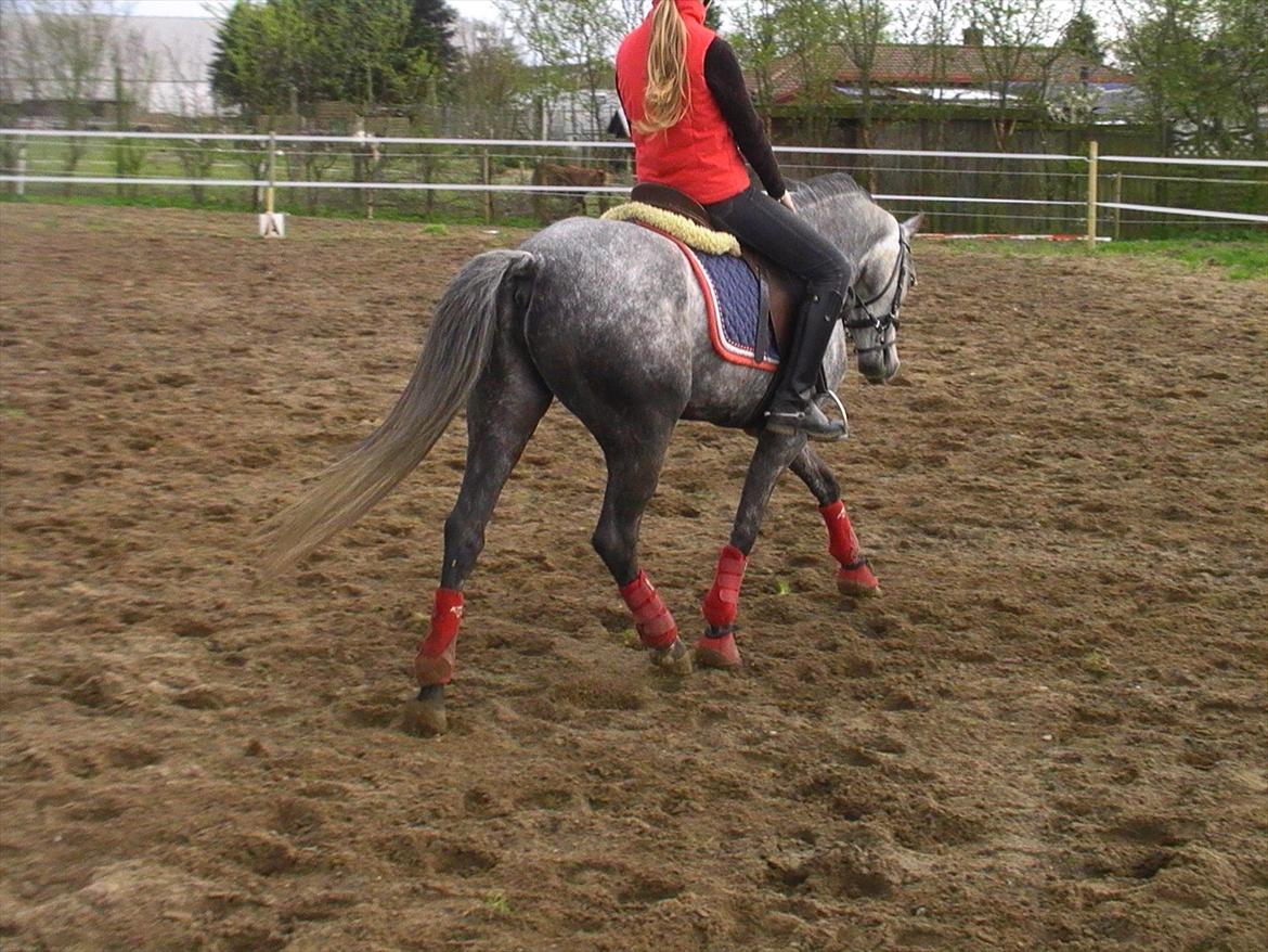 Tysk Sportspony Millenium Rose "Pony" - Når enden er god, er alting godt.<3 billede 16