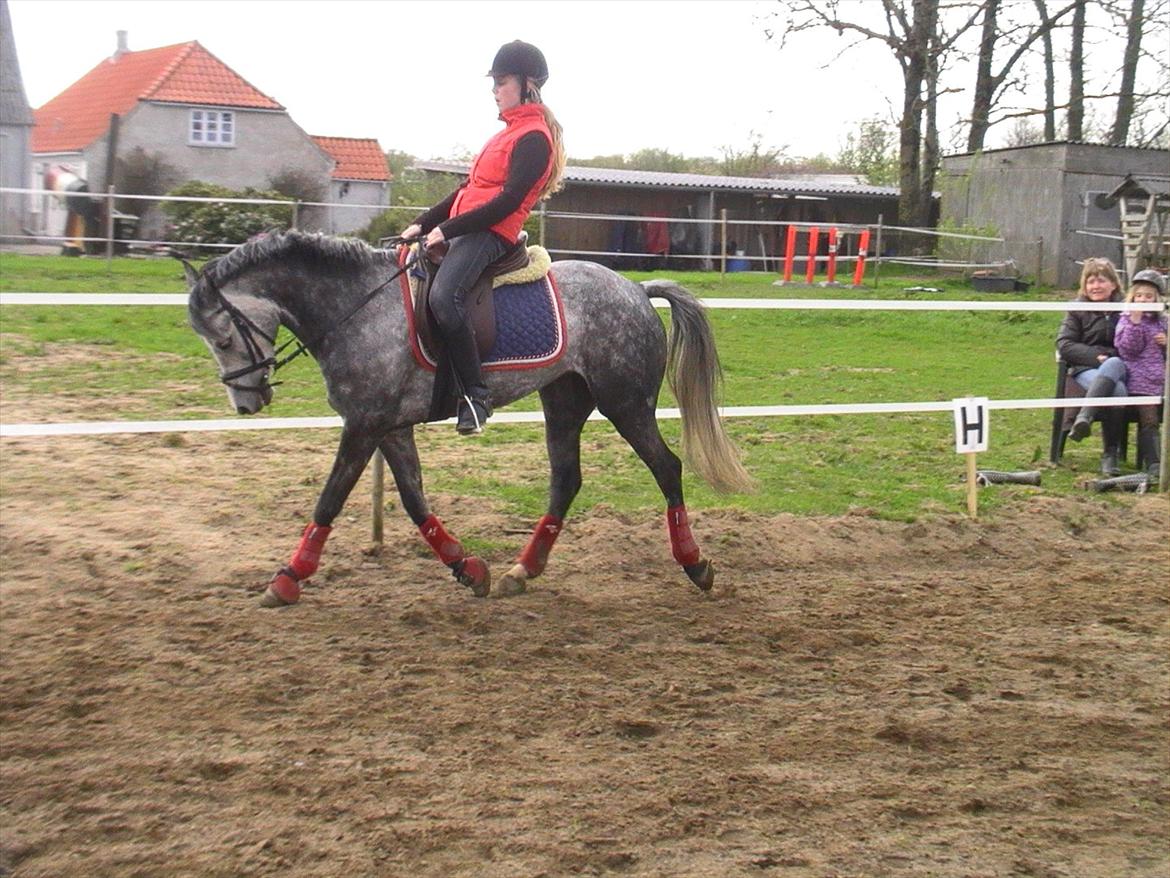 Tysk Sportspony Millenium Rose "Pony" billede 4