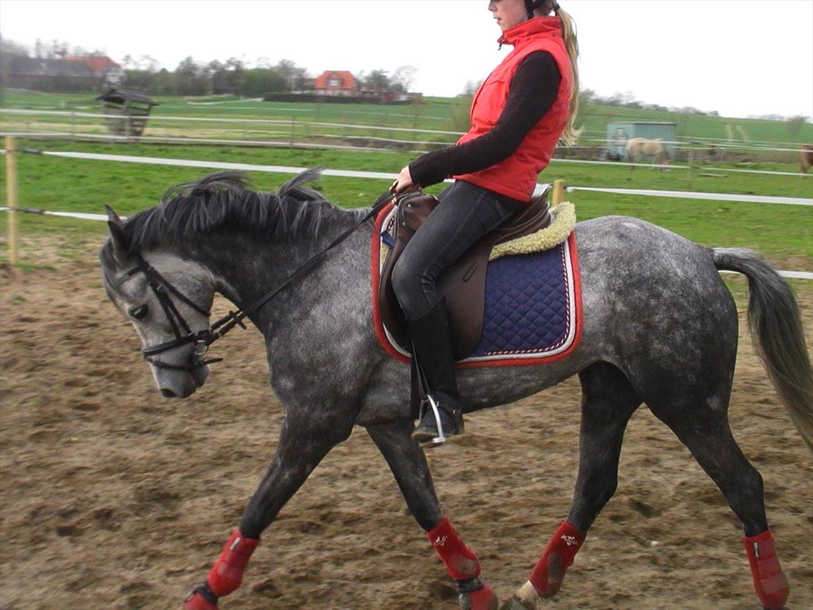 Tysk Sportspony Millenium Rose "Pony" billede 3