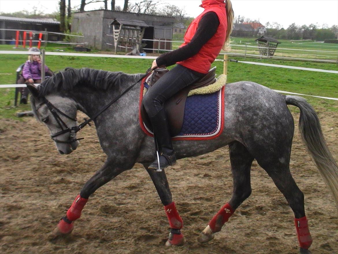 Tysk Sportspony Millenium Rose "Pony" billede 8