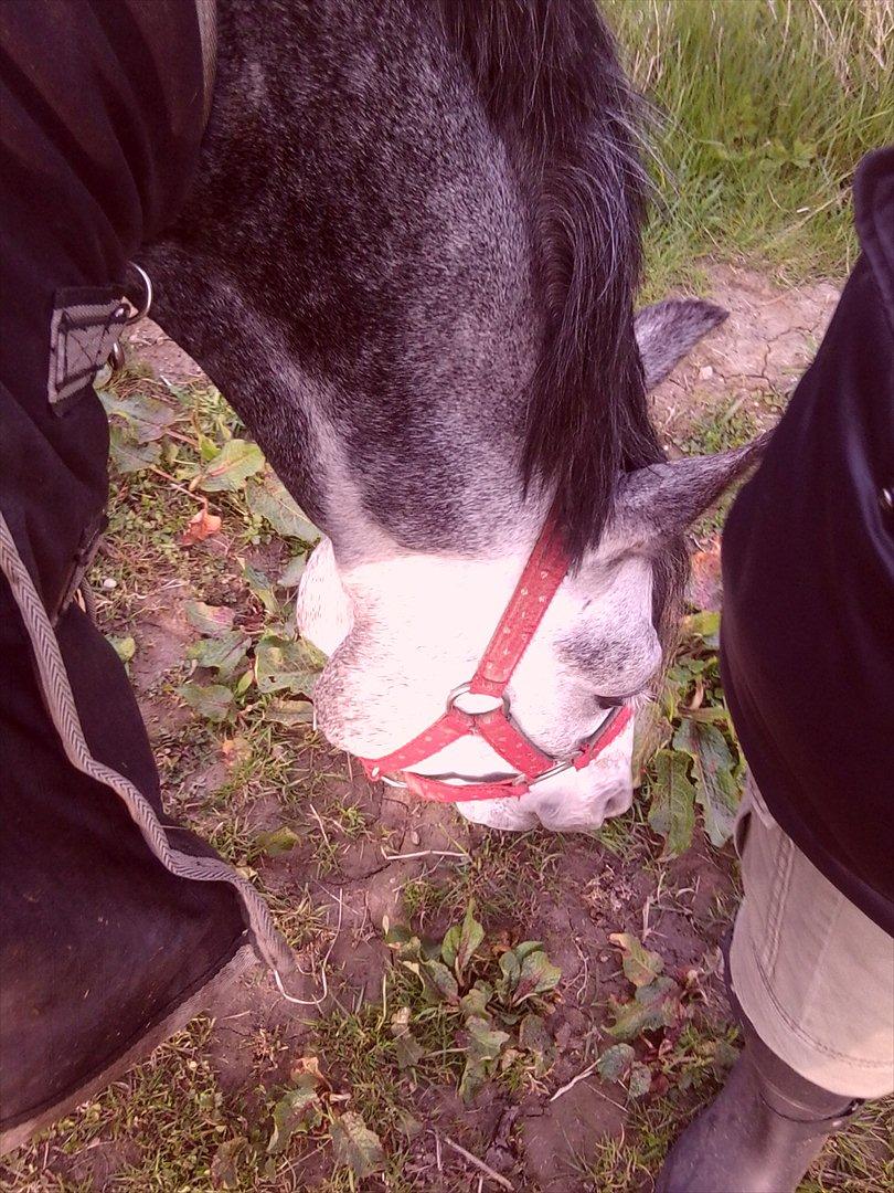 Tysk Sportspony Millenium Rose "Pony" billede 7