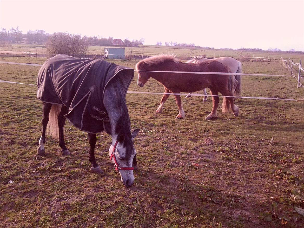 Tysk Sportspony Millenium Rose "Pony" - Lige efter vi havde hentet hende <3 billede 6