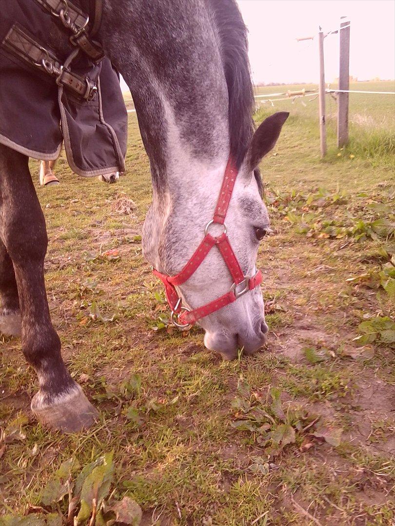 Tysk Sportspony Millenium Rose "Pony" billede 10