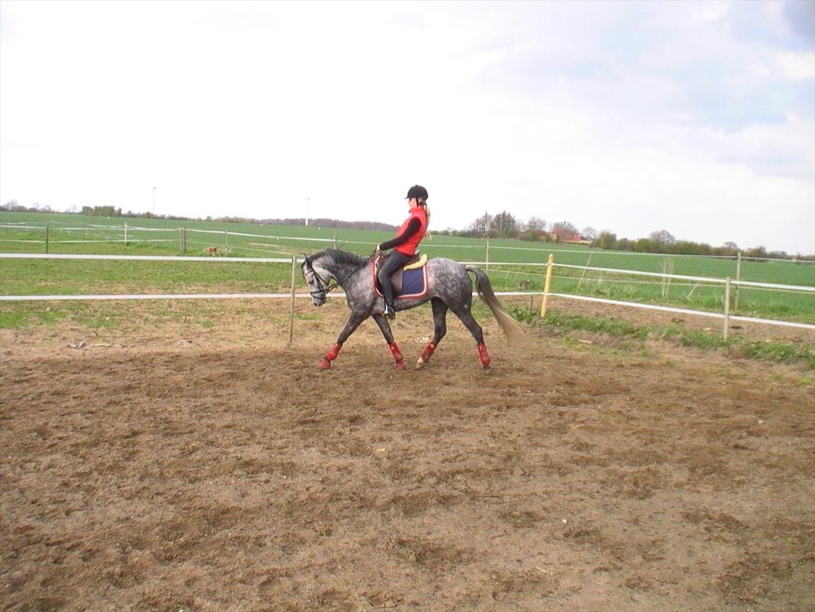 Tysk Sportspony Millenium Rose "Pony" billede 11