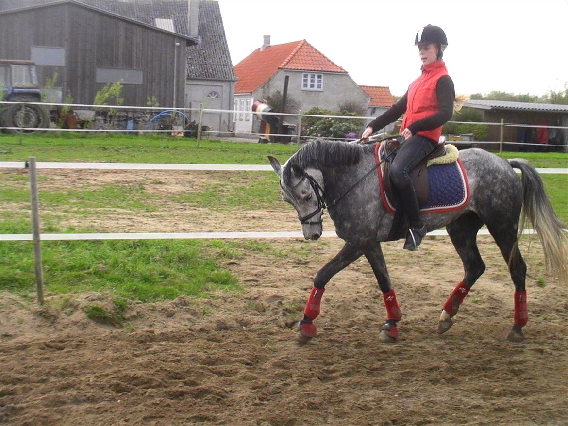 Tysk Sportspony Millenium Rose "Pony" billede 12