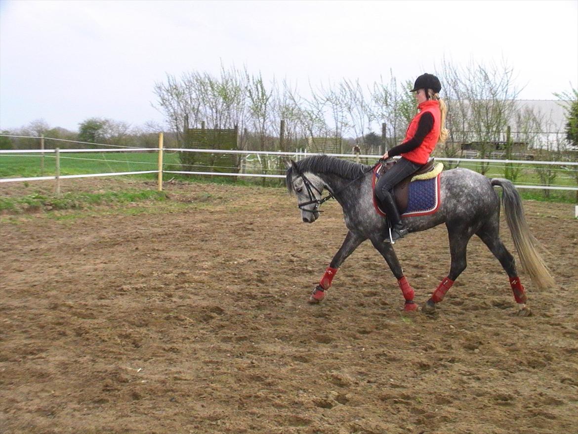 Tysk Sportspony Millenium Rose "Pony" billede 13