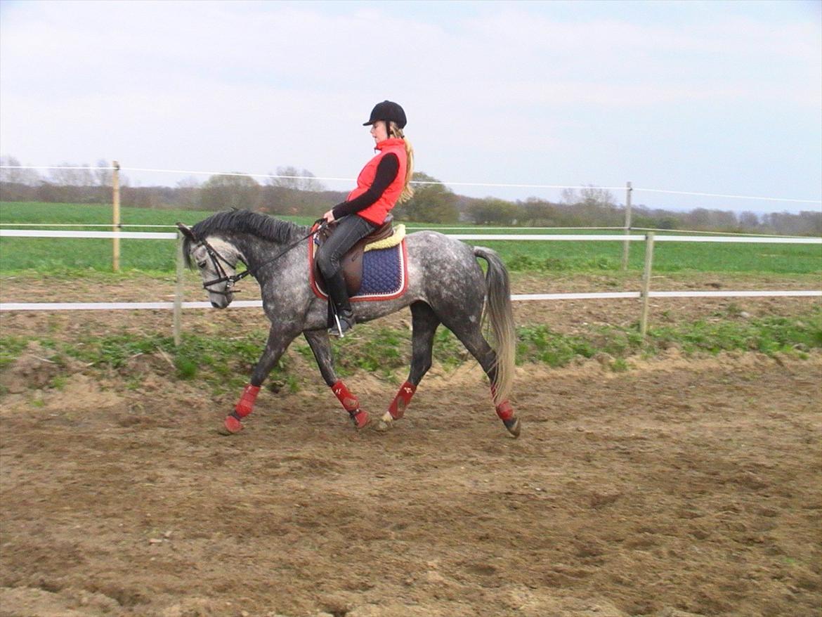 Tysk Sportspony Millenium Rose "Pony" billede 14