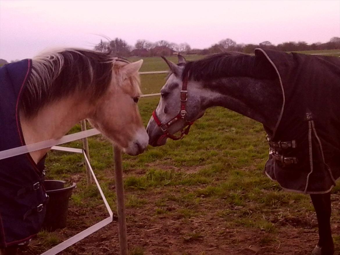 Tysk Sportspony Millenium Rose "Pony" - "Pony" og Triton hilser på hinanden :-) billede 5