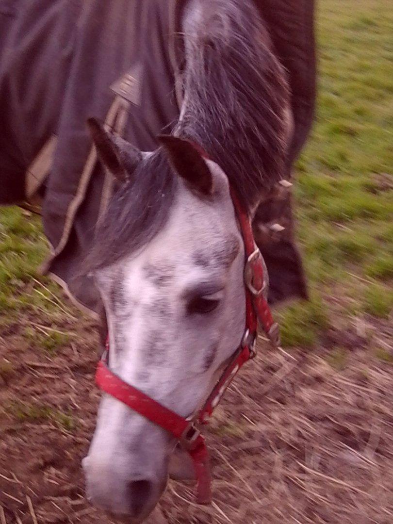 Tysk Sportspony Millenium Rose "Pony" billede 15