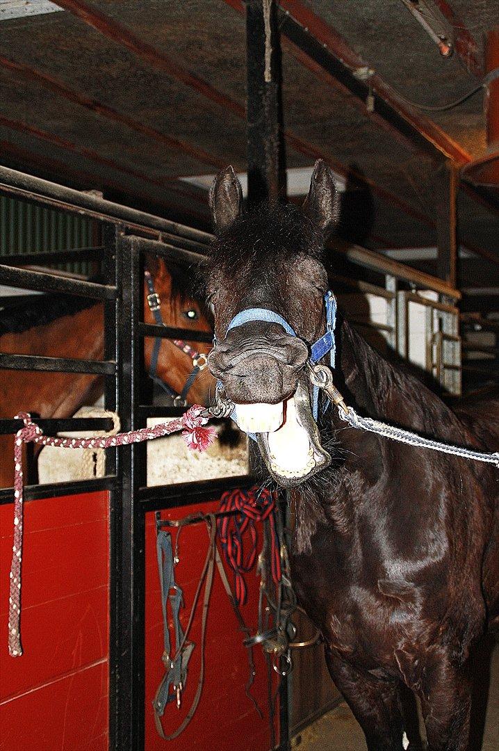 Frieser Luis - Foto: Louise Heilmann K Sørensen (mig) billede 11