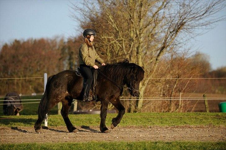 Islænder Sigmundur fra Vindinghoved - For verdenen er du måske bare en hest, men for mig, er du hele min verden.

 billede 2