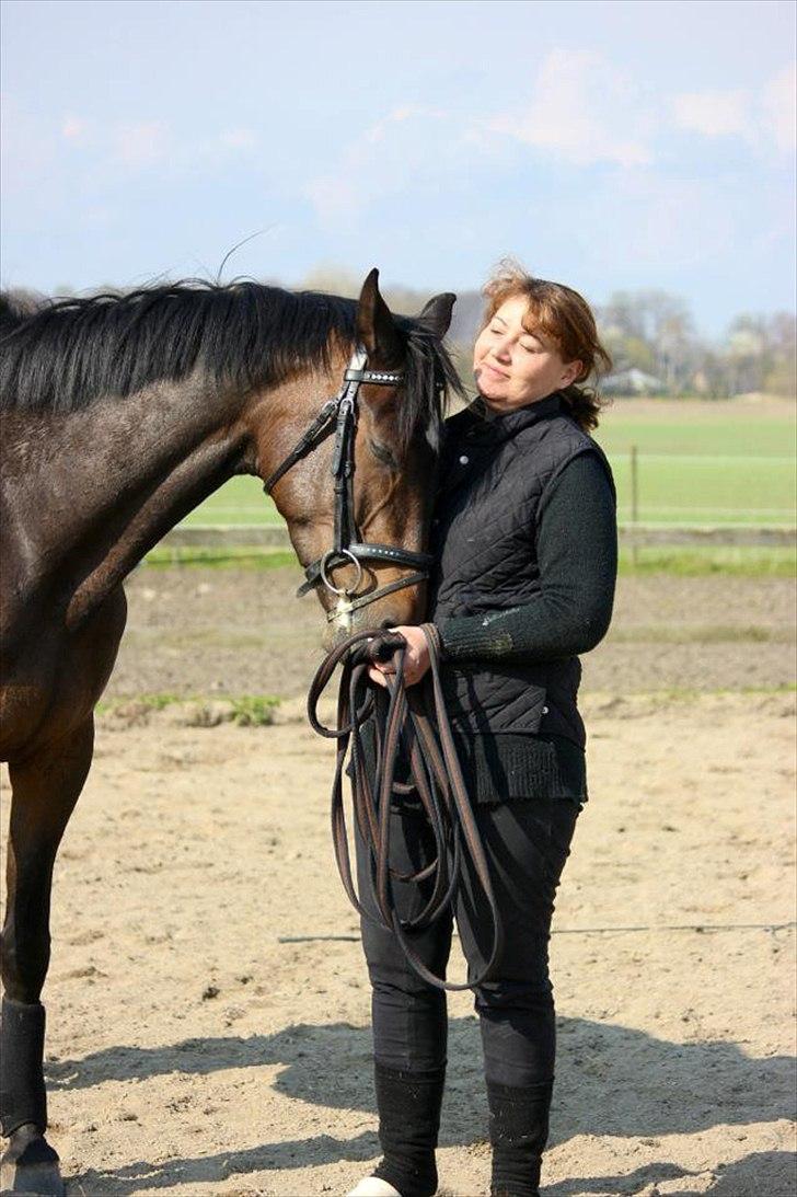 Dansk Varmblod remember me by friis billede 10