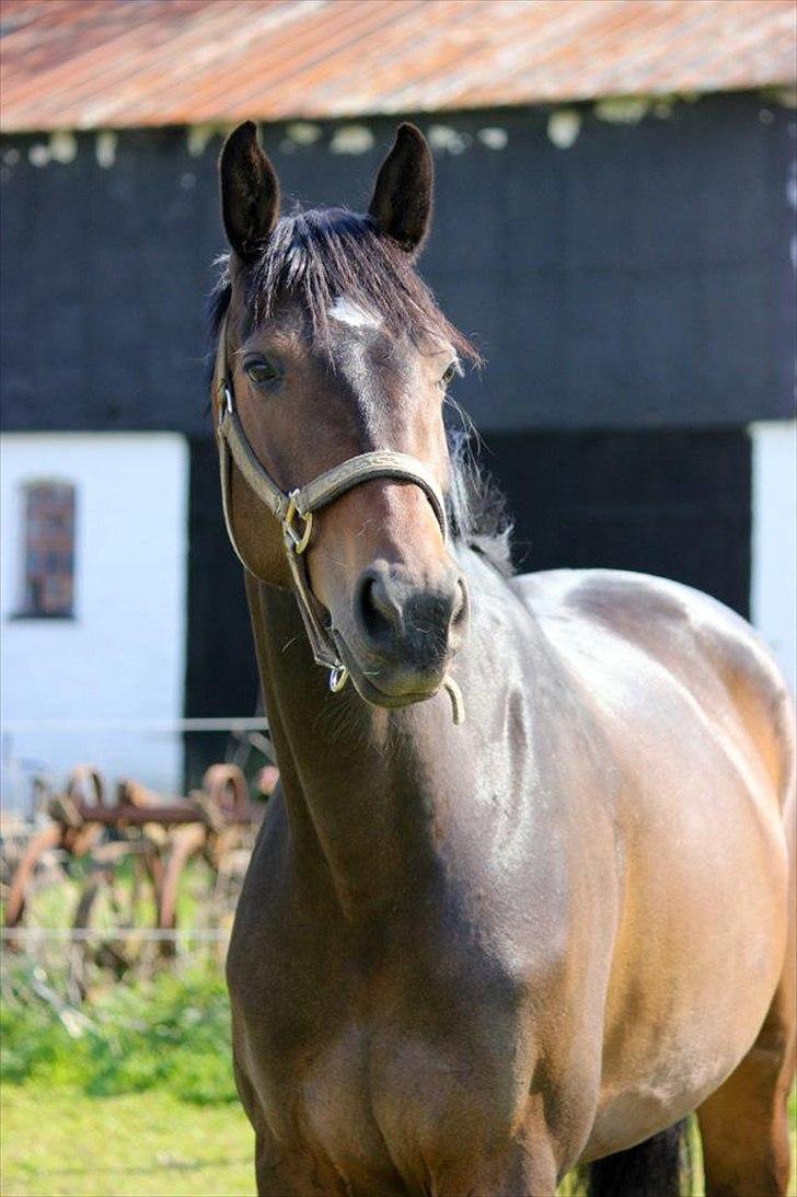 Dansk Varmblod remember me by friis billede 11