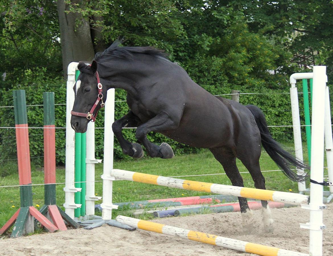New Forest               Zarista billede 20