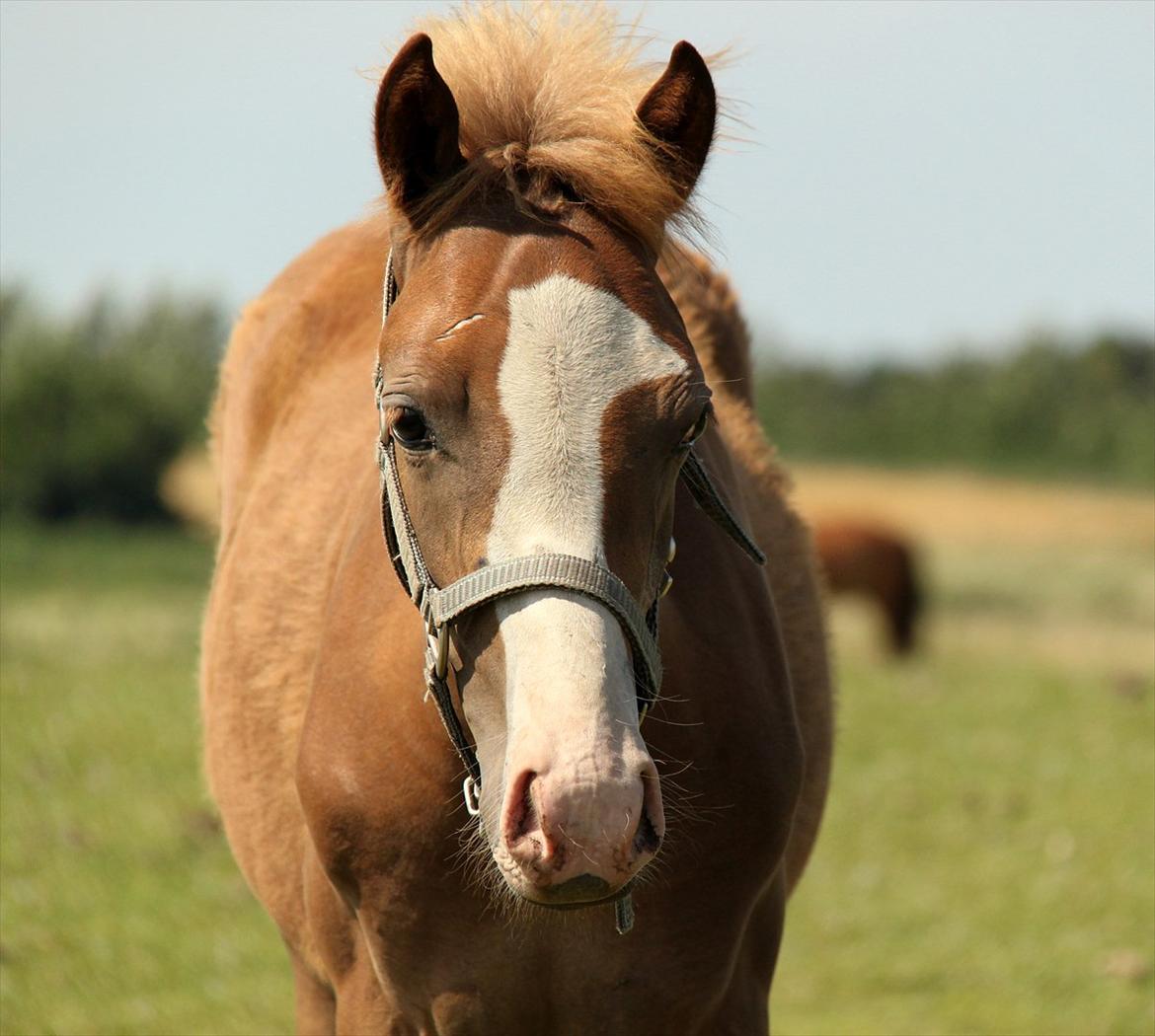 Welsh Partbred (Sec F)         Ørsteds Carpaccio - Pølse <3 Dato: 8/8 2009 billede 1
