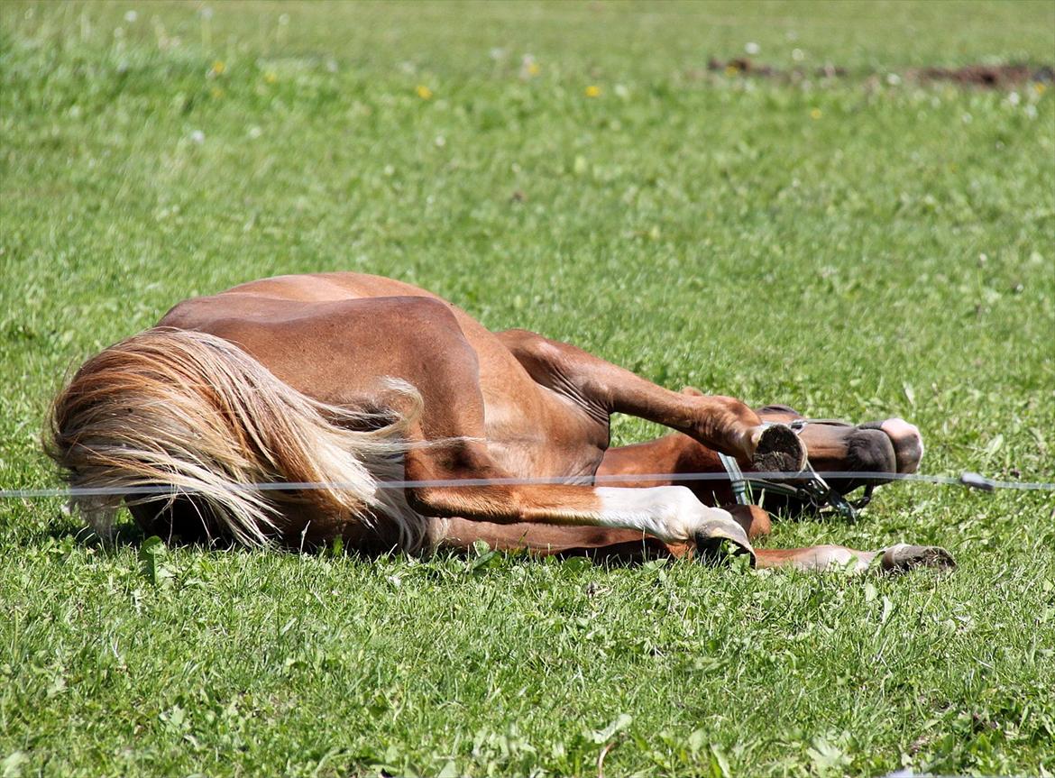 Welsh Partbred (Sec F)         Ørsteds Carpaccio - Soove.. <3 billede 19