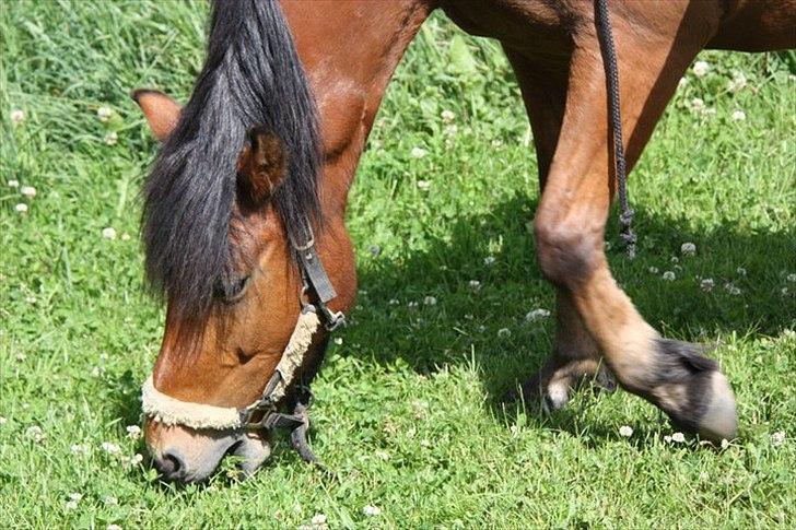 Anden særlig race gori - gori trægte til lidt græs billede 6