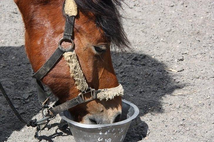 Anden særlig race gori - man bliver lidt tørestig billede 7
