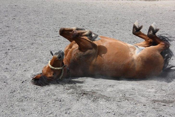 Anden særlig race gori - ah det var degligt at få kløet sig lidt billede 8