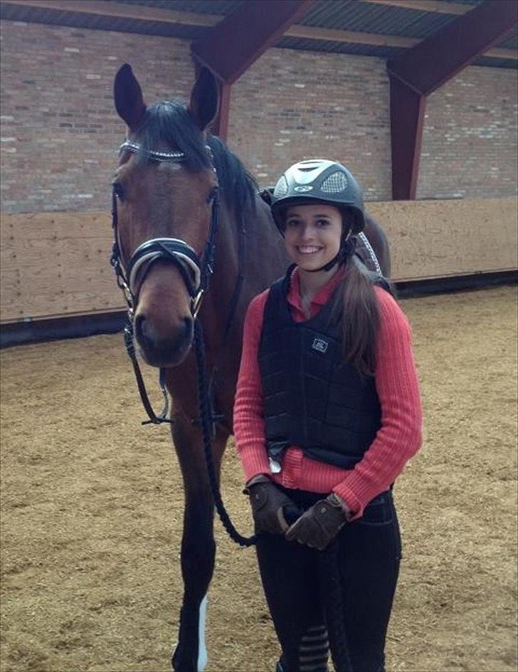 Holstener Cavalier aka. Bruno billede 1